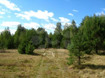 summer landscape with a lot of pines near forest