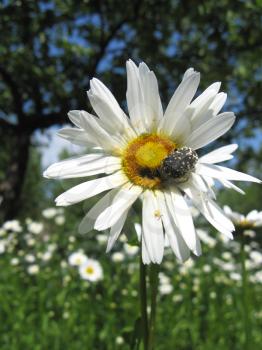 the image of beautiful white chamomile and little beetle
