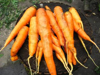 The image of the bunch of carrots
