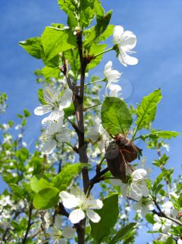 The image of tree of a blossoming cherry and cockchafers
