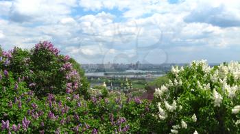 Fine view on the city of Kyiv with bushes of a lilac