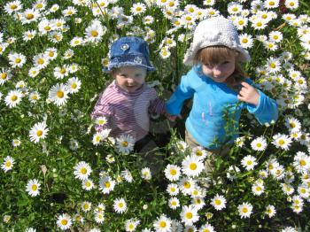 the image of two beautiful girls in the flower-bed of camomiles