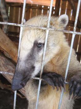 the image of nice coati in zoo