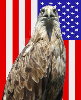 the image of eagle on a background of the American flag