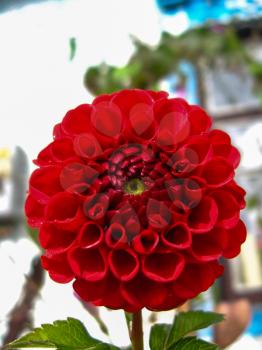 the image of a beautiful flower of red dahlia