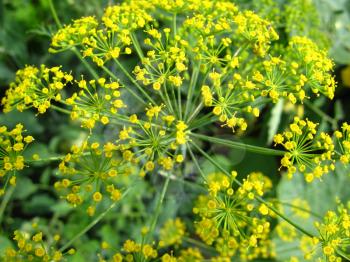yellow flowers of fennel growing on a bed