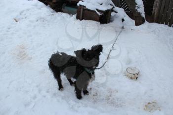 the image of the black dog on a chain on a snow