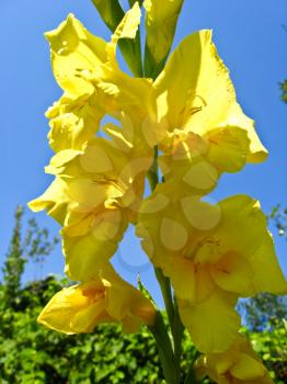 a beautiful and bright flower of yellow gladiolus