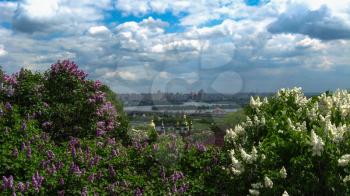 Fine bushes of a lilac on a background of city of Kiev