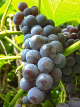 the image of big cluster of blue grapes