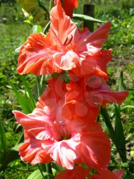 a beautiful and bright flower of red gladiolus