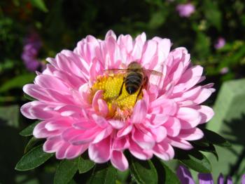 The image of little bee on the pink beautiful aster