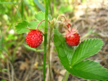 Beautiful pair of wild strawberry found in forest