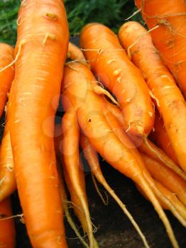 image of bunch of orange fresh carrots