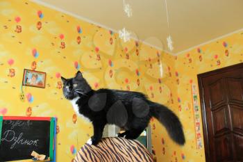 image of black cat on a chair in a children's room