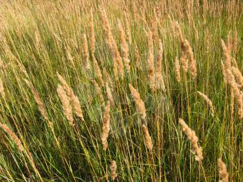 the image of thrickets of high green grass