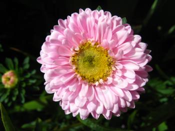 image of beautiful and bright pink aster