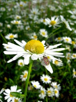 image of little beetle on the white beautiful chamomile