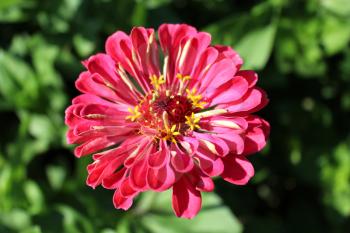 beautiful and red flower of zinnia on the bed