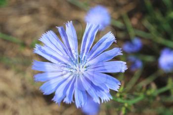 beautiful light blue flower of Cichorium in the field
