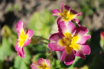 beautiful and bright flowers of spring primula