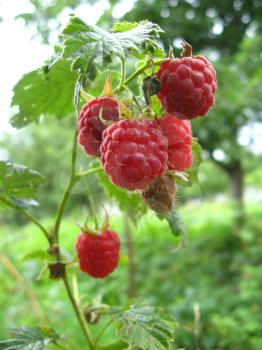 bunch of red ripe and tasty raspberry
