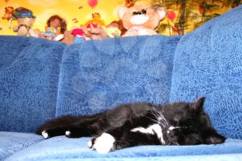 black cat sleeping on the blue sofa in children's room