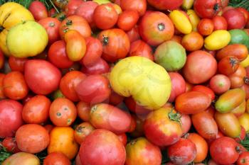 image of harvest of red and yellow tomato