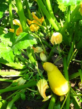 bush of flowers and fruits of ripe yellow squashes