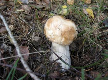 image of beautiful and small cep in the grass