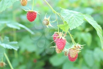 bunch of red ripe and tasty raspberry