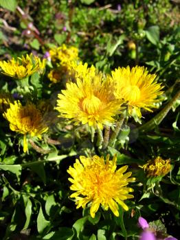 Some yellow flowers of dandelions on a background of a green grass