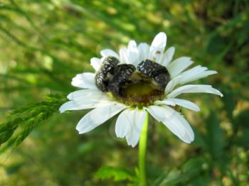 image of beautiful white chamomile and three small beetles