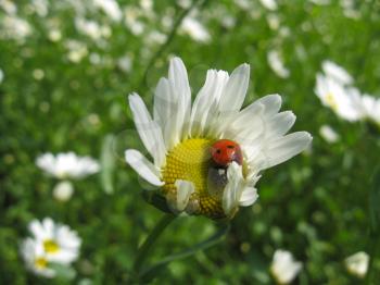 a little ladybird on the white chamomile