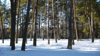 Winter landscape in a wood with pines and snowdrifts