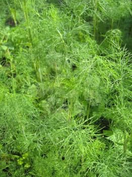 Beautiful green fennel growing on a bed