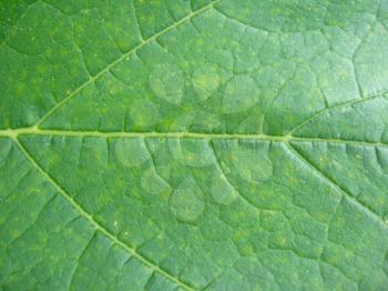 image of background of green color leaf