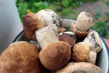 many beautiful fresh and different mushrooms in the heap
