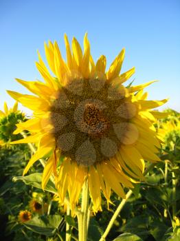 image of beautiful yellow sunflower in the field