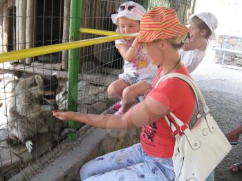 girl feeding a raccoon behind a bar in a zoo