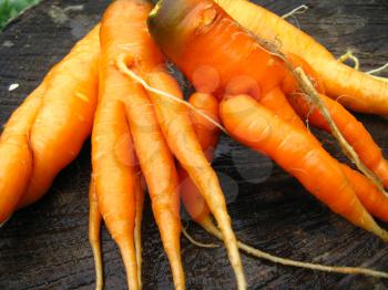 image of hand with a bunch of carrots
