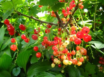 image of branch berry of a red currant