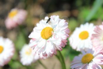 little fly on the beautiful flowers of  daisy