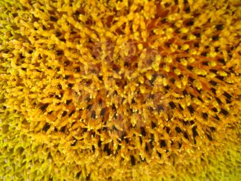 image of surface of beautiful yellow  sunflower