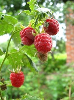 bunch of red ripe and tasty raspberry