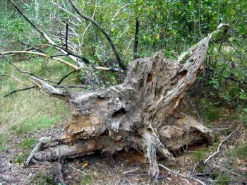 The rotten fallen off tree with a huge root in a forest