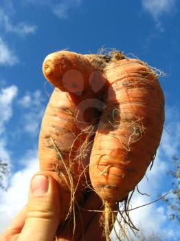 image of a bunch of pulled out unusual carrot