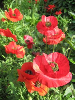 image of the beautiful red flower of red poppy