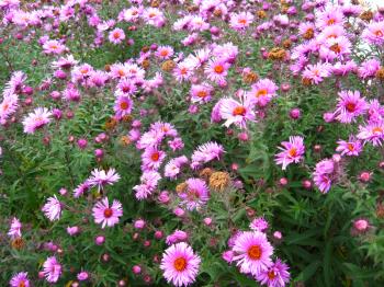  image of beautiful and bright pink asters