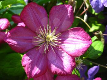 some beautiful pink and big flower of clematis